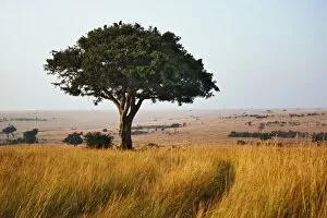Single acacia tree on grassy plains, Masai Mara, Kenya