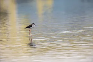 Single Black-necked stilt standing together with reflection on water, South Padre Island, Texas