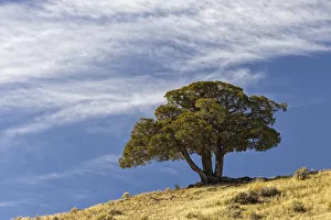 Single cedar tree on ridge top, Yellowstone National Park, Wyoming