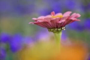 Single Common Zinnia flower in garden with out of focus flower background, Rockport