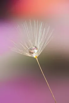 Dew Drop Prints: Single dandelion seed with dew drop, Kentucky