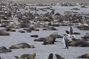 A single king penguins stands out in a crowd of thousands of Antarctic fur seals
