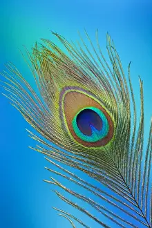 Golden Prints: Single Male Peacock tail Feather against colorful background