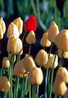 A single red tulip stands out in a group of yellow tulips; Skagit county, Washington