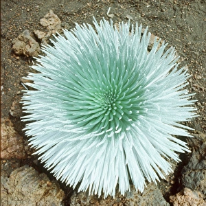 Slender Prints: Single Silversword plant