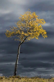Single sunlit aspen tree in fall color against dark stormy sky Single sunlit aspen tree in fall color against dark stormy sky
