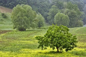 Images Dated 22nd May 2008: Single tree in