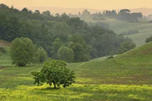 Images Dated 22nd May 2008: Single tree in agricultural farm field, Tuscany, Italy