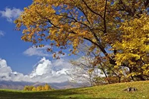 Single tree and distant southern Appalachian Mountains in fall, North Carolina