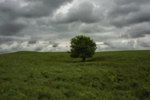 Secluded Prints: Single tree and impending storm over the roaming hills of the Flint Hills of Kansas