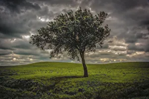 Kansas Prints: Single tree in the luscious green Flint Hills of Kansas