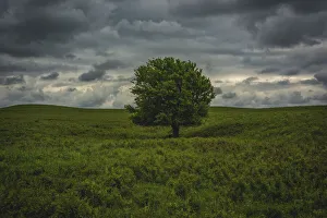 Kansas Prints: Single tree in the lush brush in the Flint Hills of Kansas