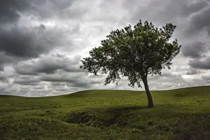 Lonely Prints: A single tree seen in the rolling Flint Hills of Kansas