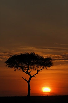 Images Dated 29th August 2011: Single tree silhouetted at sunrise, Masai Mara, Kenya, Africa
