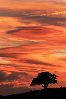 Single tree silhouetted at sunrise, Yellowstone National Park, Wyoming