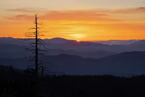 North Carolina Prints: Single tree silhouetted at sunrise
