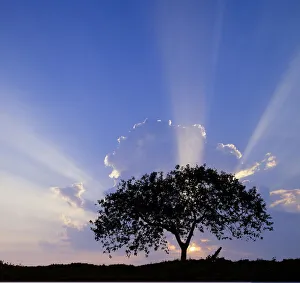 South America Prints: Single tree silhouetted at sunrise, Costa Rica