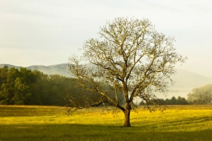 Images Dated 7th May 2011: Single tree at sunrise, Cades Cove, Great Smoky Mountains National Park, Tennessee