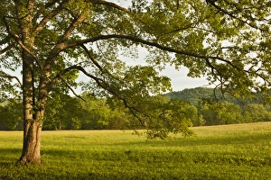 Images Dated 7th May 2011: Single tree at sunrise, Cades Cove, Great Smoky Mountains National Park, Tennessee