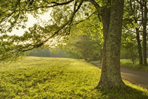 Images Dated 7th May 2011: Single tree at sunrise, Cades Cove, Great Smoky Mountains National Park, Tennessee
