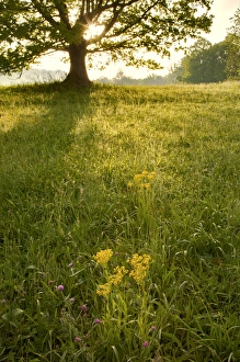 Images Dated 7th May 2011: Single tree at sunrise, Cades Cove, Great Smoky Mountains National Park, Tennessee