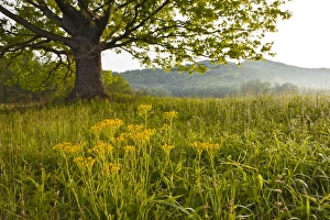 Images Dated 7th May 2011: Single tree at sunrise, Cades Cove, Great Smoky Mountains National Park, Tennessee