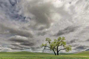 Simplicity Prints: Single tree among wheat fields and clouds, Palouse region of eastern Washington