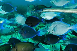 Images Dated 7th April 2011: Single trumpetfish swimming among a school of blue and purple tangs off of Bonaire, N. A