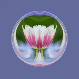 Las Vegas Prints: Single tulip, Las Vegas, Nevada