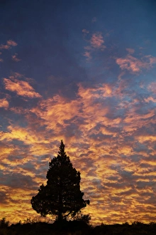 Images Dated 13th October 2017: Single Western Juniper (Juniper occidentalis) silhouetted at sunrise, Oregon