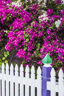 Images Dated 1st February 2017: Sint Eustatius. Oranjestad, Bougainvillea flowers