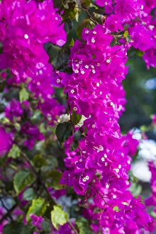 Oranjestad Prints: Sint Eustatius. Oranjestad, Bougainvillea flowers