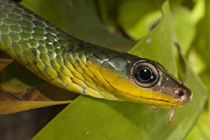 Venemous Prints: Sipo Snake