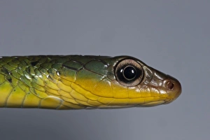 Images Dated 25th July 2010: Sipo Snake (Chironius exoletus) captive, Mindo Cloud Forest, Ecuador