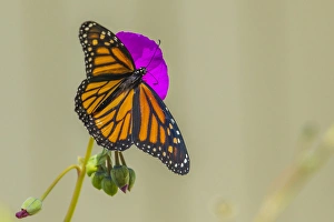 Images Dated 8th August 2013: Sipping Monarch Butterfly on a Putple Bloom