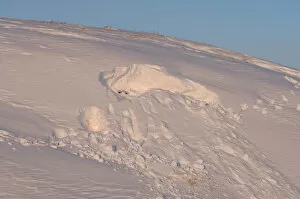 Images Dated 6th November 2005: site where a polar bear, Ursus maritimus, was digging for a denning spot, 1002 coastal