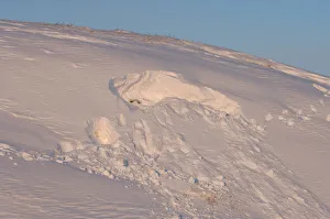 Images Dated 6th November 2005: site where a polar bear, Ursus maritimus, was digging for a denning spot, 1002 coastal