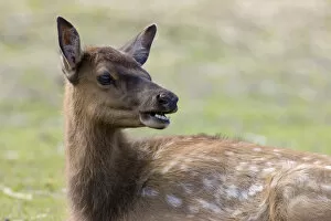 Images Dated 4th July 2006: Sitka black-tailed deer (Odocoileus hemionus sitkensis)