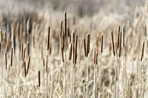 Cattail Prints: Skagit River Delta, WA. Dry cattails (Typha latifolia) in winter