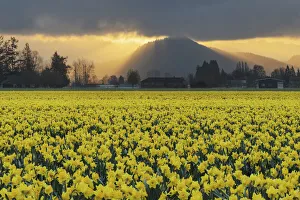 Skagit Valley daffodils