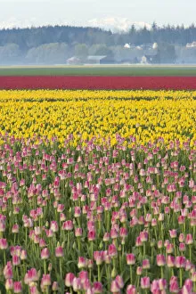 Images Dated 6th April 2007: Skagit Valley Tulip Fields, near La Conner, Washington State, USA
