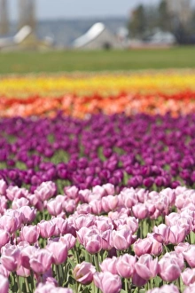 Images Dated 7th April 2007: Skagit Valley Tulip Fields, near La Conner, Washington State, USA (RF)