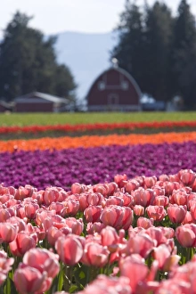 Images Dated 7th April 2007: Skagit Valley Tulip Fields, near La Conner, Washington State, USA (RF)