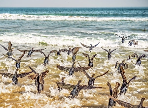 Skeleton Coast Prints: Skeleton Coast, Namibia, Africa