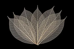 Prints of Skeleton leaves arranged on black background Images Dated 2022 June: Skeleton leaves arranged on black background