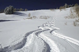 Wasatch Prints: Ski tracks in Big Cottonwood Canyon, Wasatch-Cache National Forest, Utah