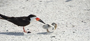 Images Dated 27th June 2014: skimmer chick carrying fish