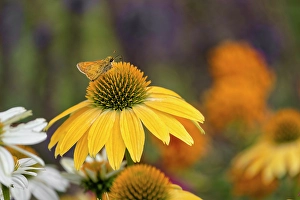 Pollinator Prints: Least skipper on yellow coneflower, echinacea