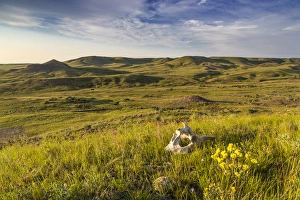 Skull Prints: Skull and wildflowers in the Bitter Creek Wilderness Study Area near Hinsdale, Montana