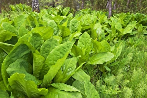 Whitefish Prints: Skunk cabbage grows in wetlands in Whitefish, Montana, USA